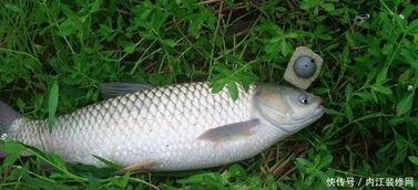 钓草鱼视频,跟随视频学钓鱼